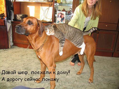 500x375, 49 Kb / Кот, пес, собака, ковер