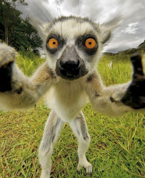 572x700, 82 Kb / лемур, глаза