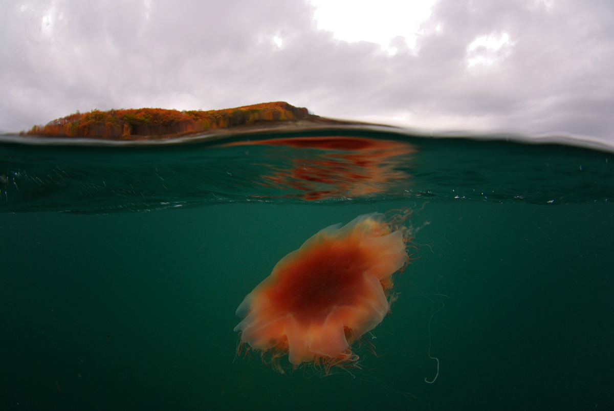 1200x803, 209 Kb / медуза, море