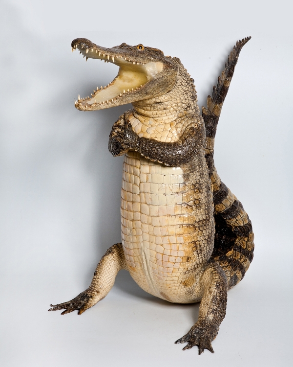 600x750, 289 Kb / гена, крокодил, чучело