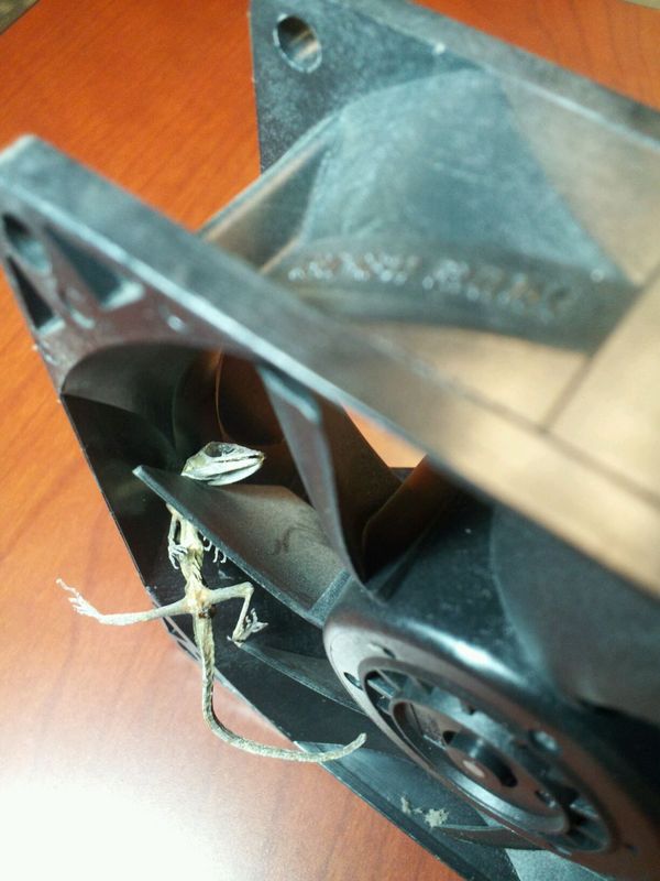 600x800, 58 Kb / кулер, смерть, ящерица