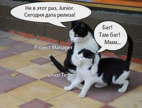 460x349, 29 Kb / программист, тестер, менеджер проекта, баги, релиз, коты