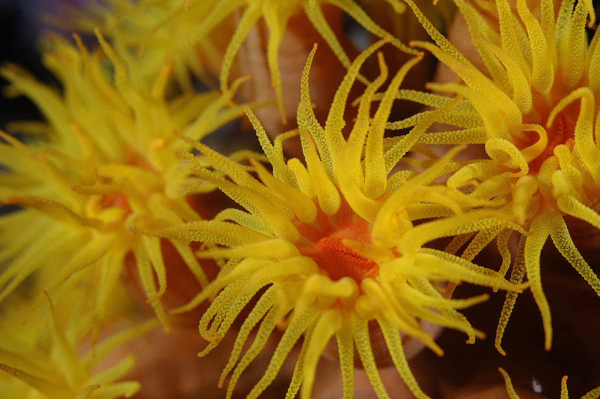 1200x798, 291 Kb / актиния, море