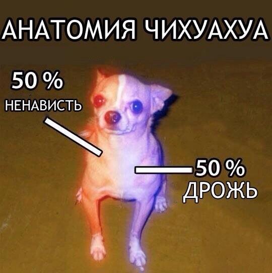 540x542, 35 Kb / чихуахуа, анатомия, дрожь, ненависть