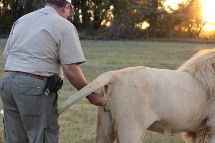 729x486, 71 Kb / лев, яйца