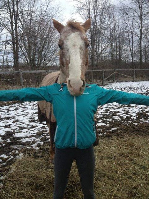 480x640, 91 Kb / лошадь, голова