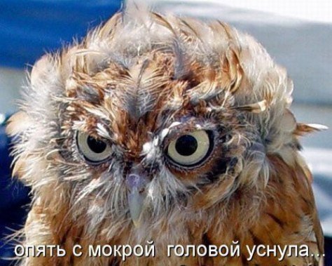 474x379, 50 Kb / сова, голова, мокрая