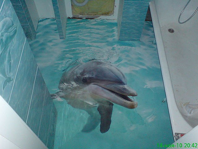 640x480, 48 Kb / 3d, пол, дельфин, ванна