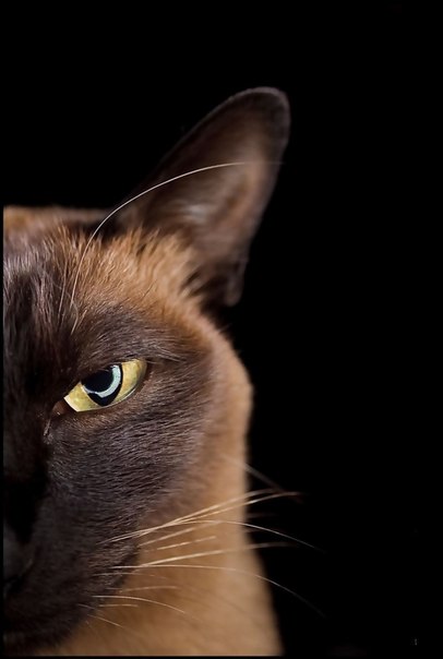 406x604, 27 Kb / кот, взгляд