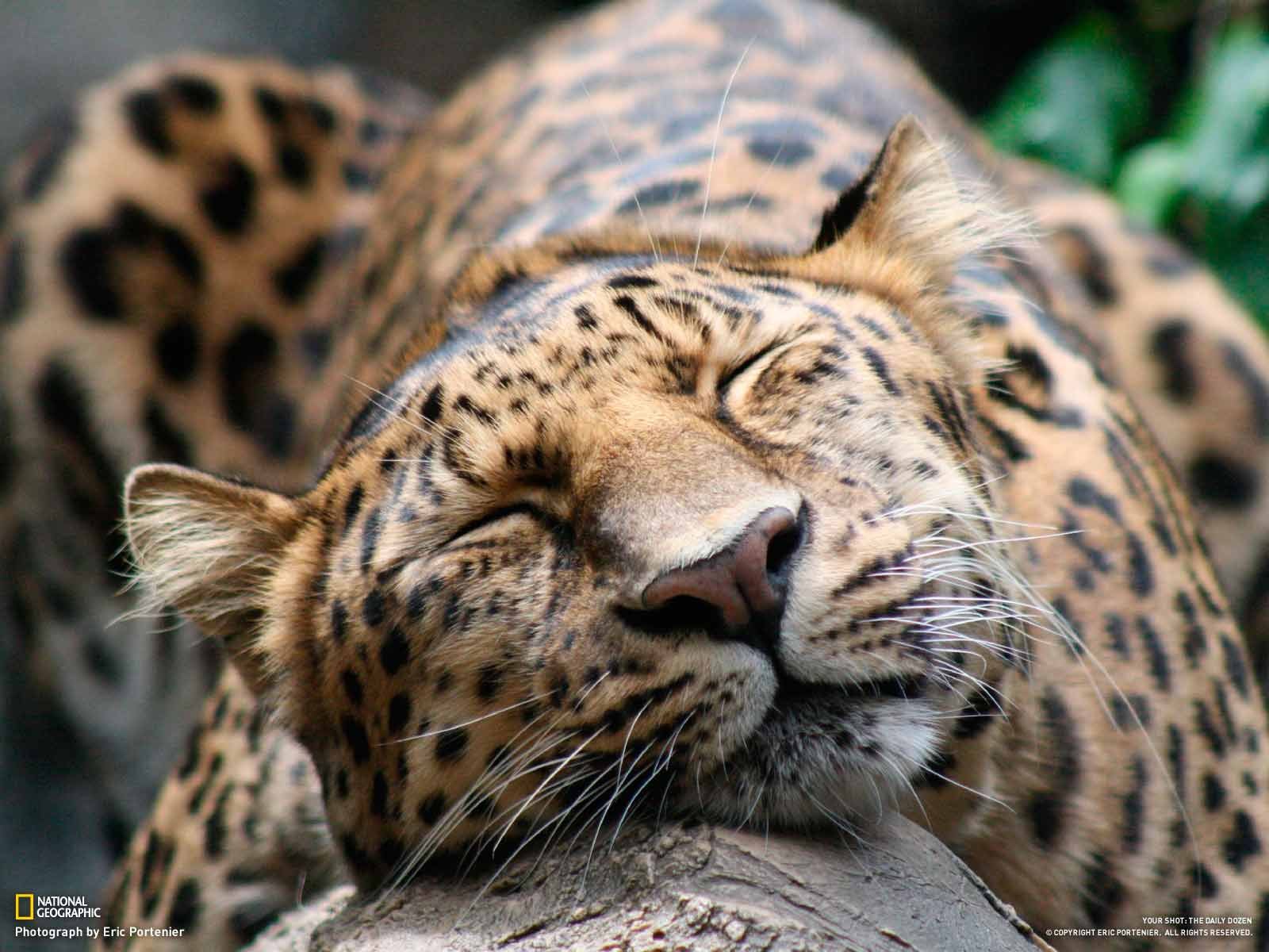 1600x1200, 169 Kb / леопард, котэ, дерево, морда, сон