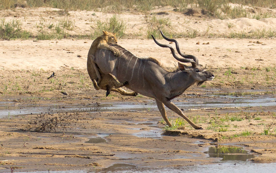 940x589, 195 Kb / антилопа, львица