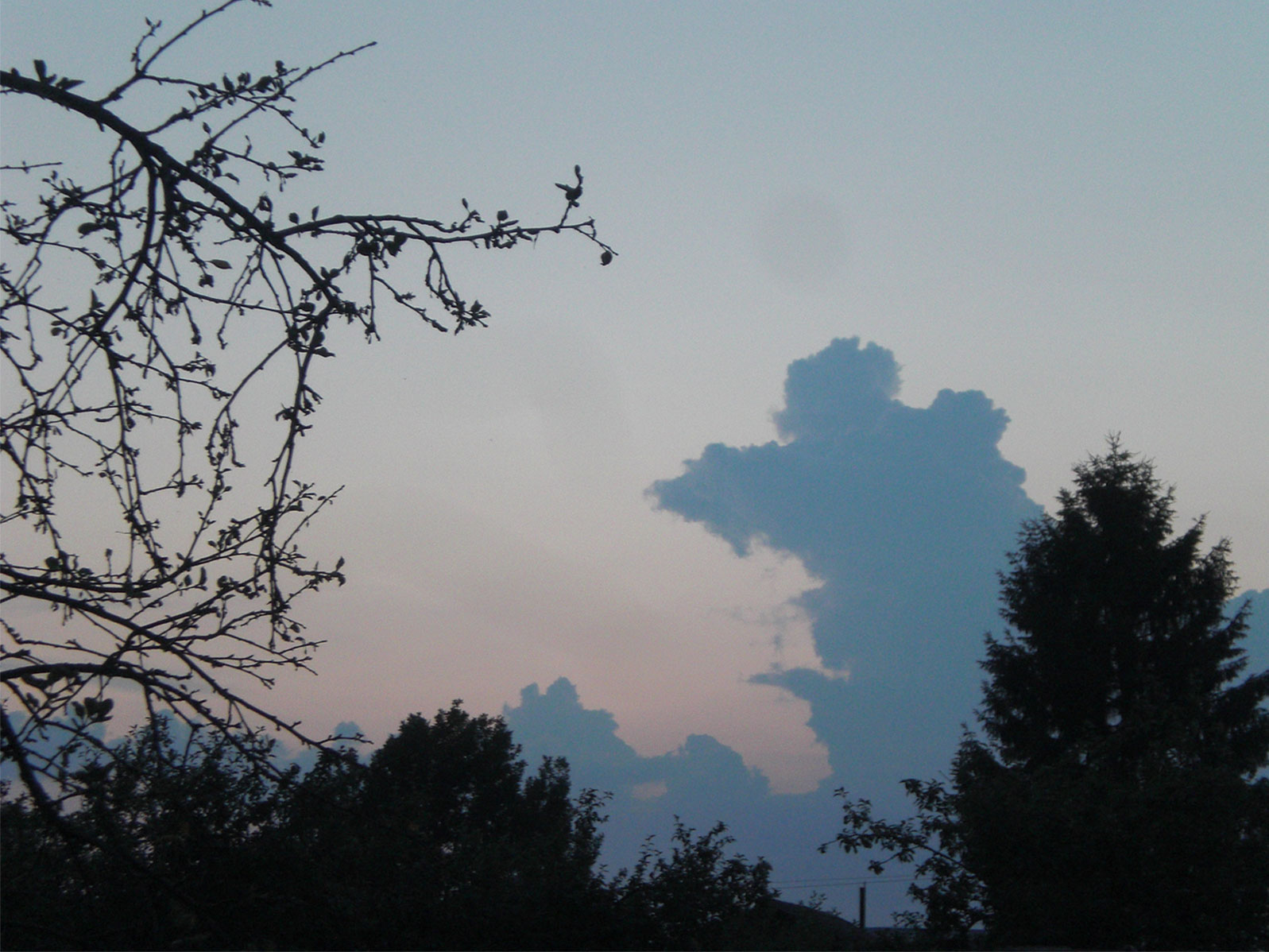 1597x1198, 288 Kb / деревья, небо, облако, крыса, вечер