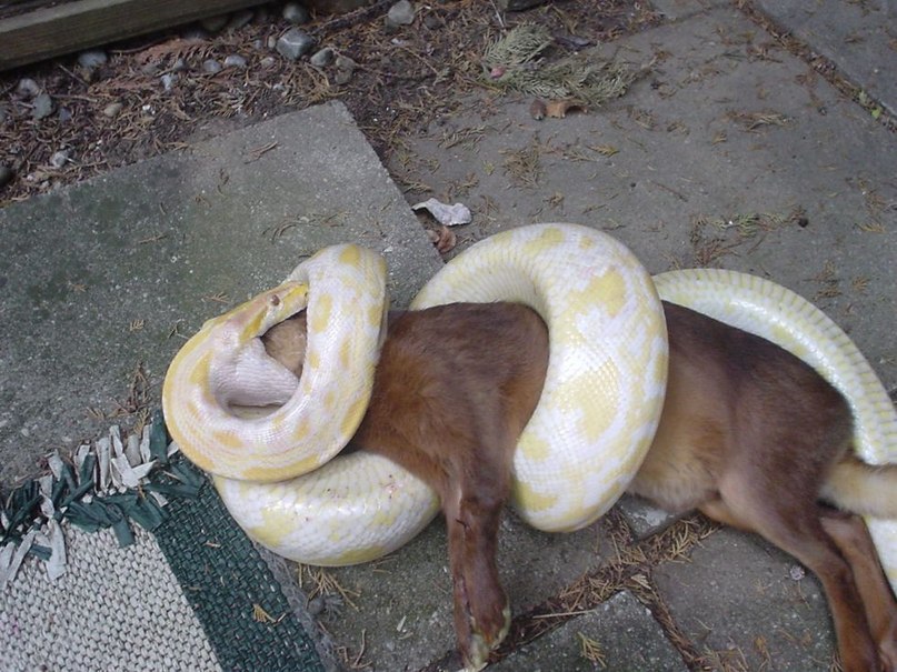 807x605, 130 Kb / удав, змея