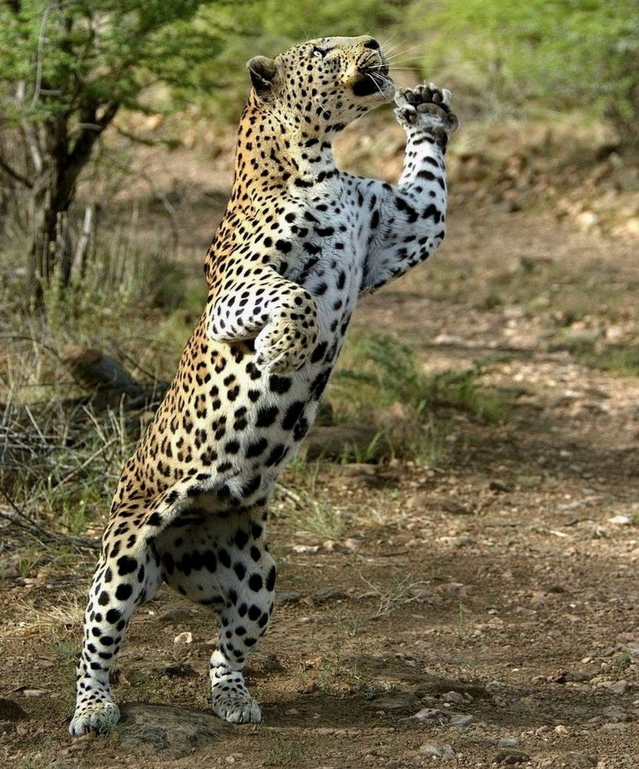 922x1109, 297 Kb / леопард