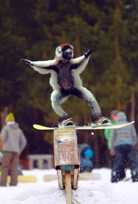 446x657, 66 Kb / обезъяна, катание, доска