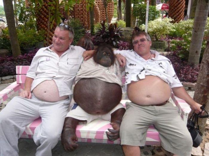 700x524, 65 Kb / обезьяна, люди, пузо, обнимашке