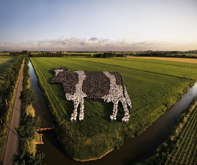 689x576, 84 Kb / корова