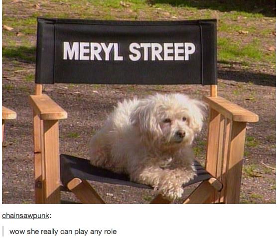 556x477, 45 Kb / мерил стрип, стул, собака