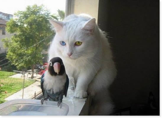 548x399, 27 Kb / кот, попугай, пиздец