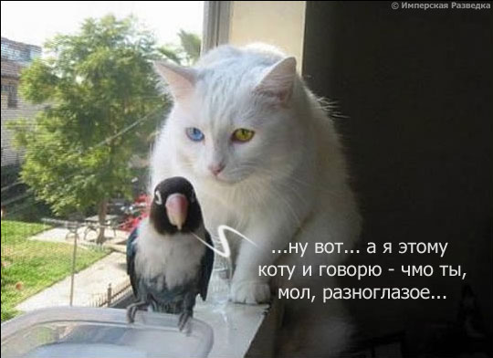 540x392, 40 Kb / попугай, кот