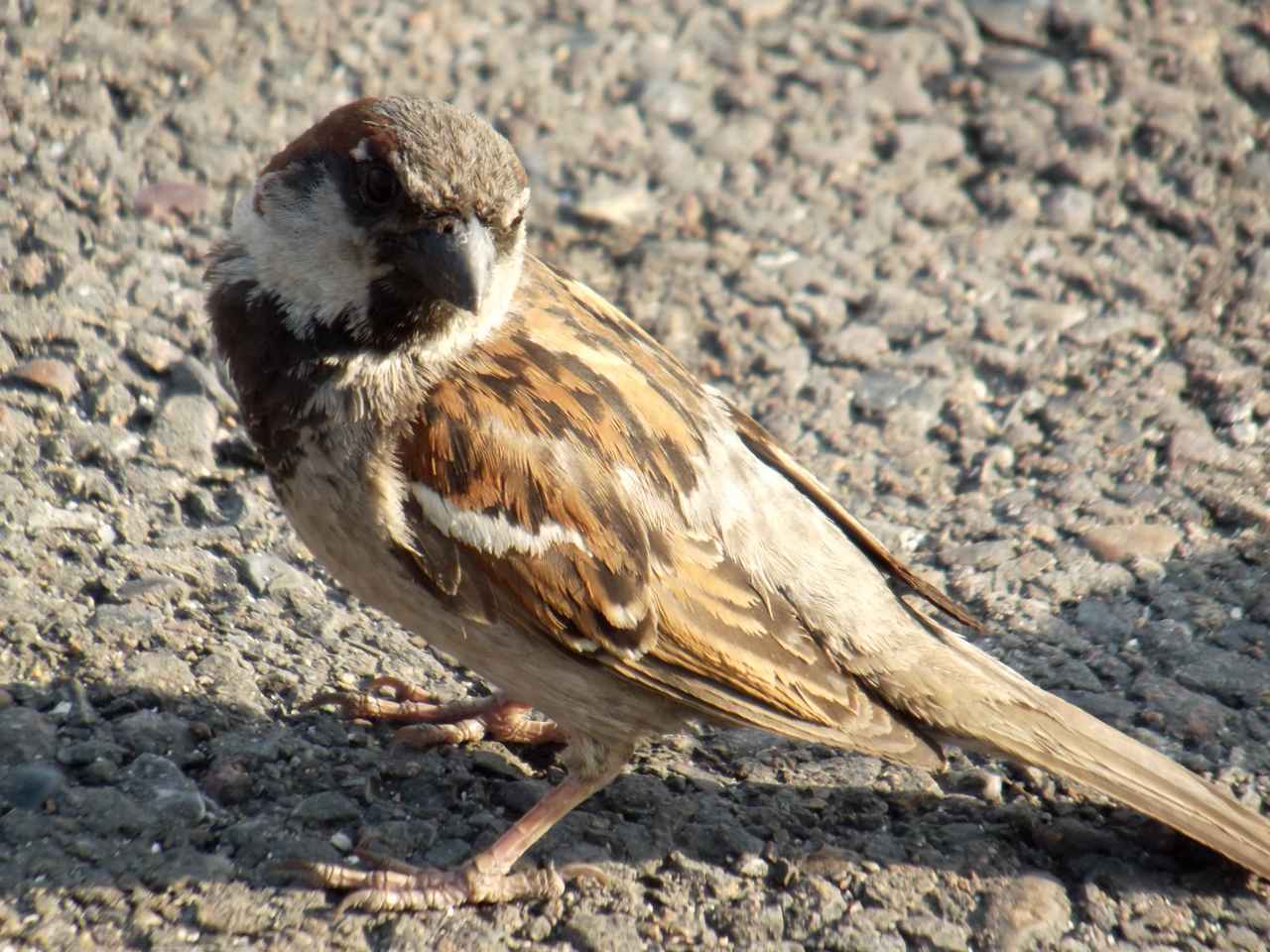 1280x960, 156 Kb / воробей, асфальт