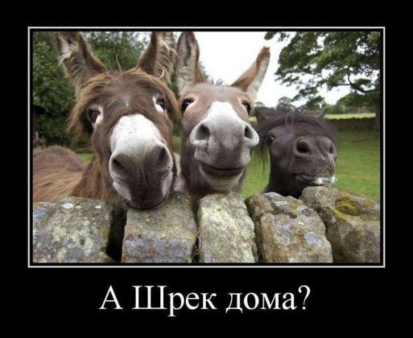 600x492, 50 Kb / ослы, шрек
