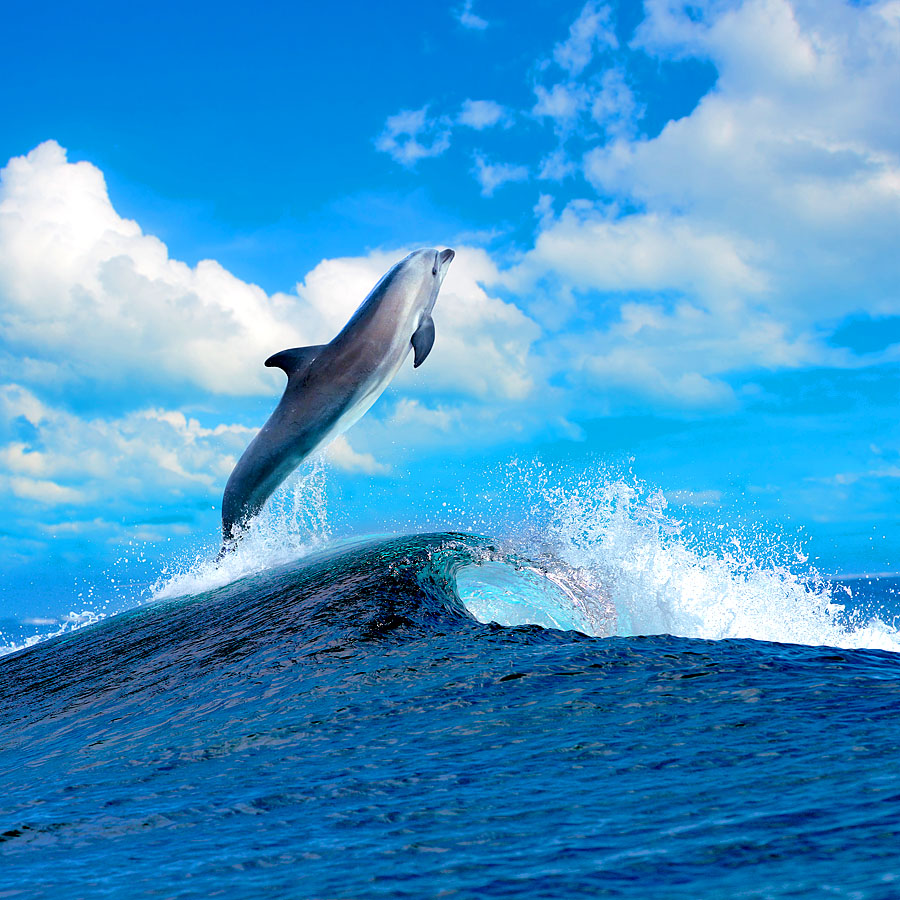900x900, 264 Kb / небо, облака, дельфин, море, волна