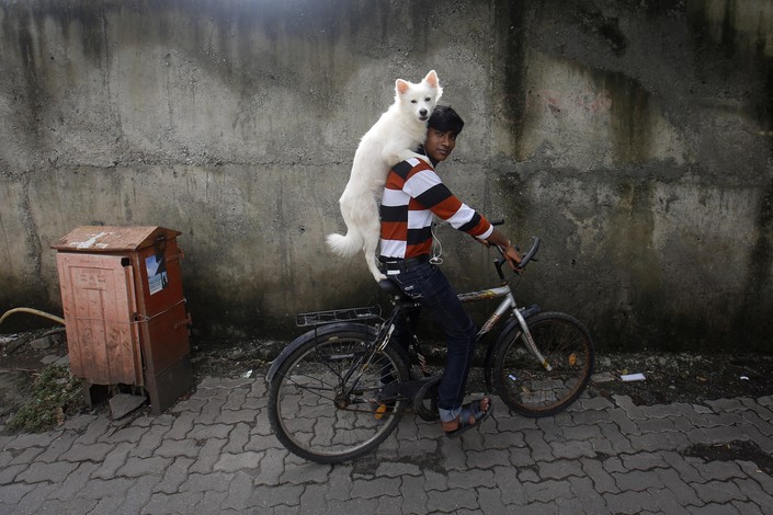 705x470, 90 Kb / велосипед, индия, собака