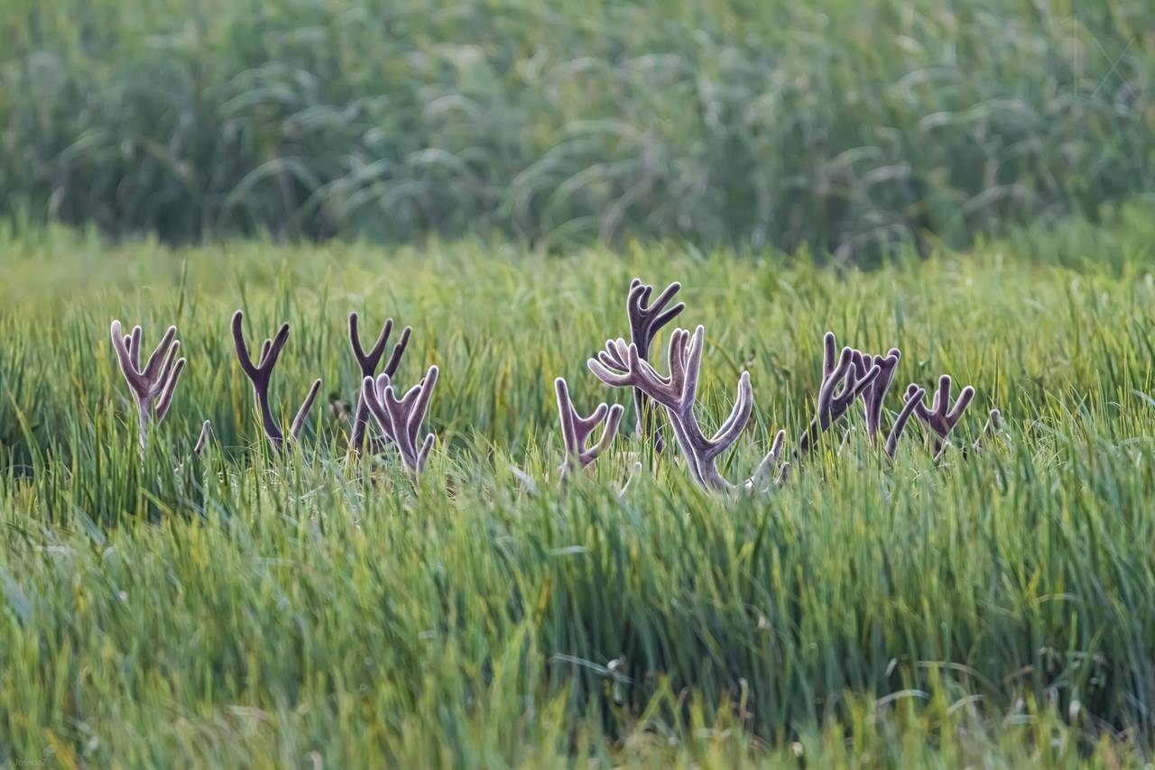 1280x854, 125 Kb / рога, трава