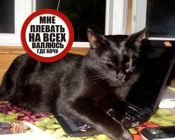 604x483, 76 Kb / черный кот, ноутбук
