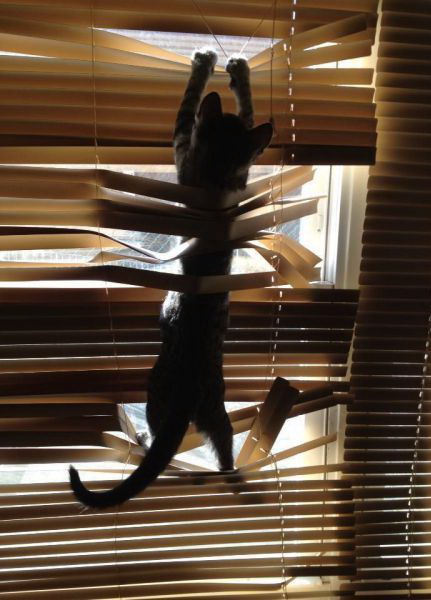 431x600, 69 Kb / кот, жалюзи, поломка