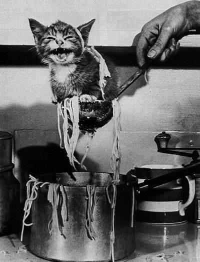 400x523, 23 Kb / суп, кот, лапша, варим