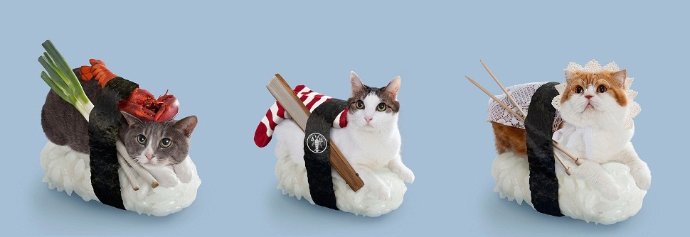 970x334, 71 Kb / суши, кот, япония