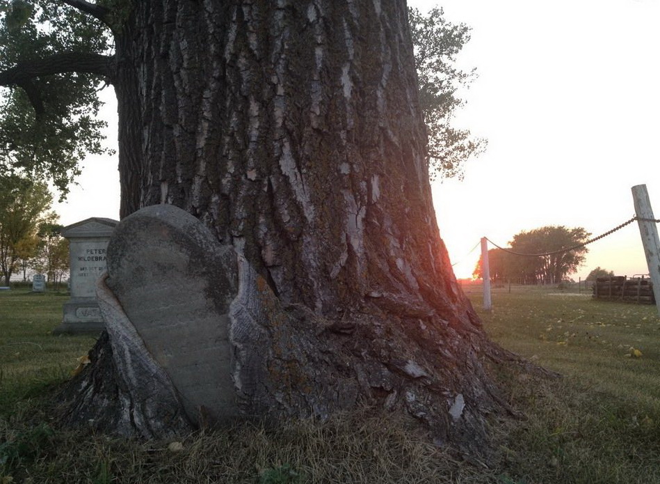 949x695, 240 Kb / дерево, надгробие