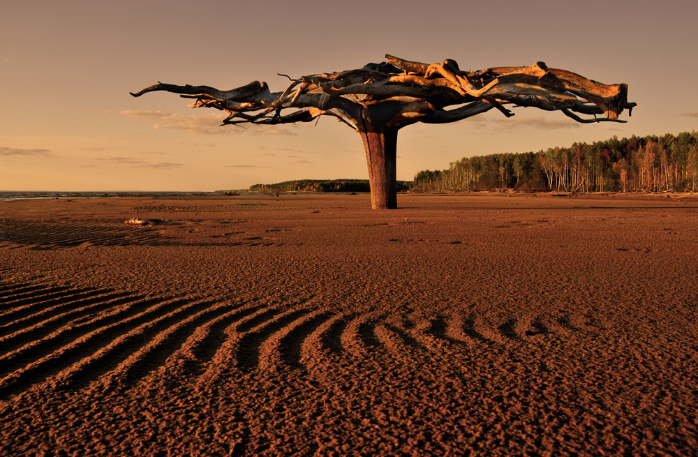 1000x655, 296 Kb / дерево, корень, вверх ногами