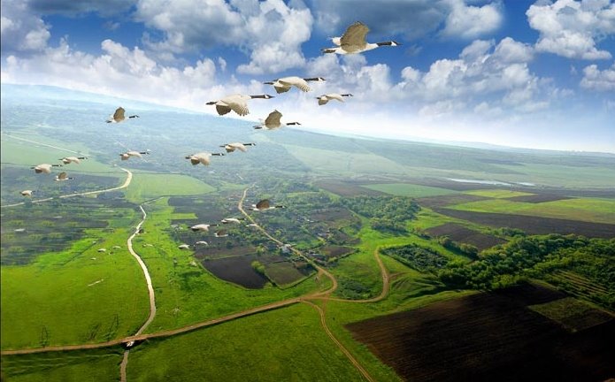 695x432, 64 Kb / птицы, лебеди, полёт