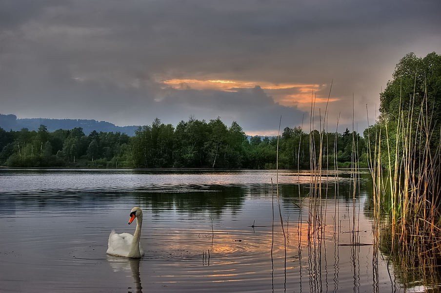 904x600, 108 Kb / лебедь, озеро, пейзаж