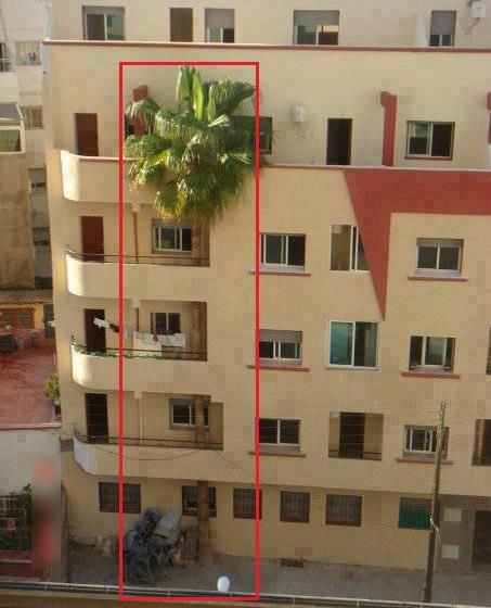 453x560, 60 Kb / дом, пальма, балкон