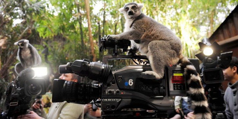 799x399, 129 Kb / лемур, камера