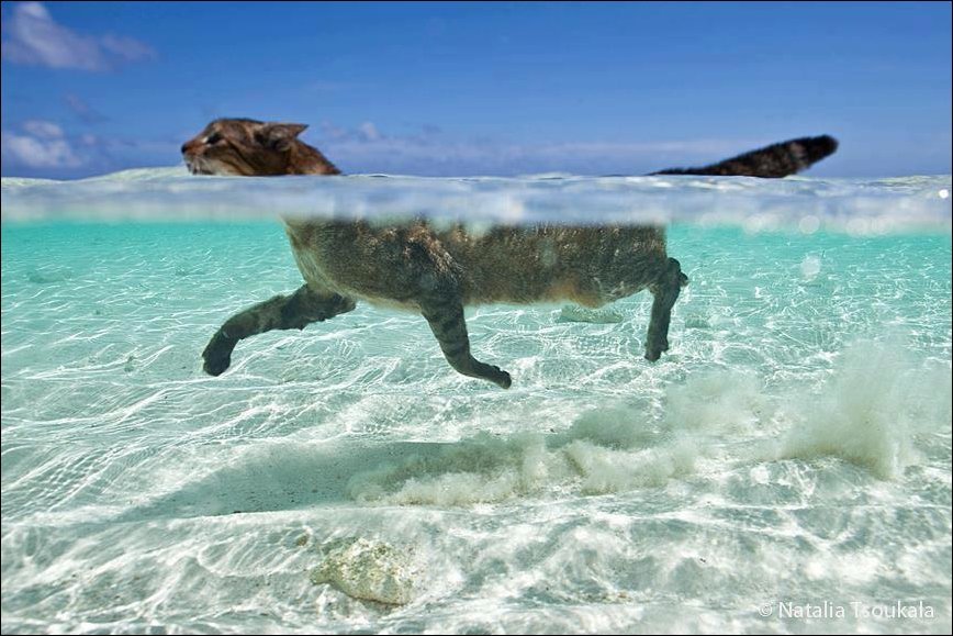 868x579, 109 Kb / котэ, вода, плывет, ракурс