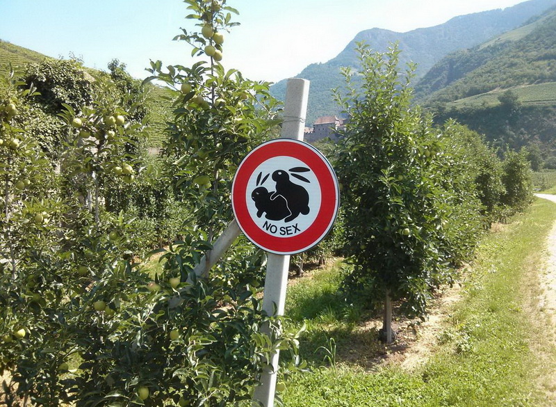 800x585, 283 Kb / знак, зайцы, запрет, плантация