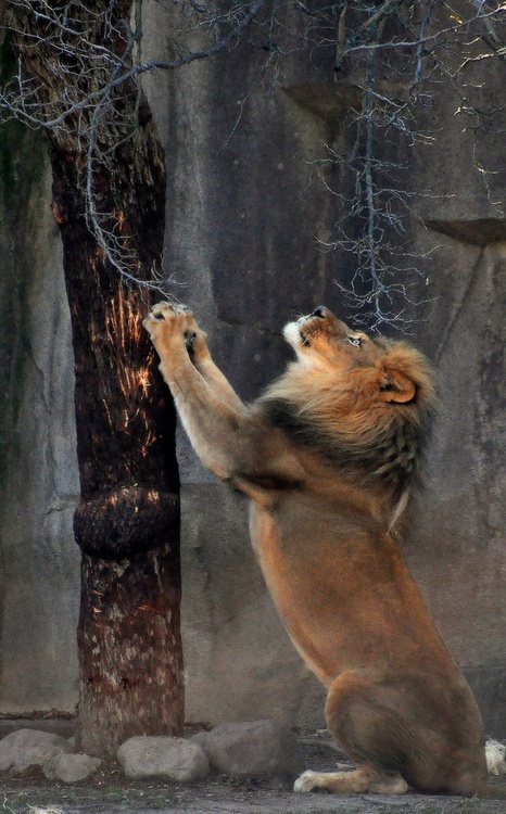 466x750, 174 Kb / лев, дерево