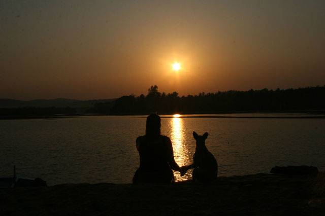 640x426, 23 Kb / Индия, Марина Гладких, берег, закат, собака