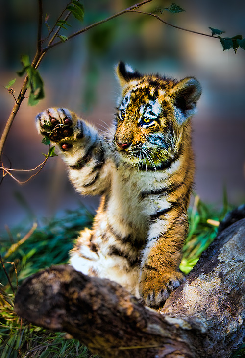 500x731, 228 Kb / тигренок, ветка, лапа