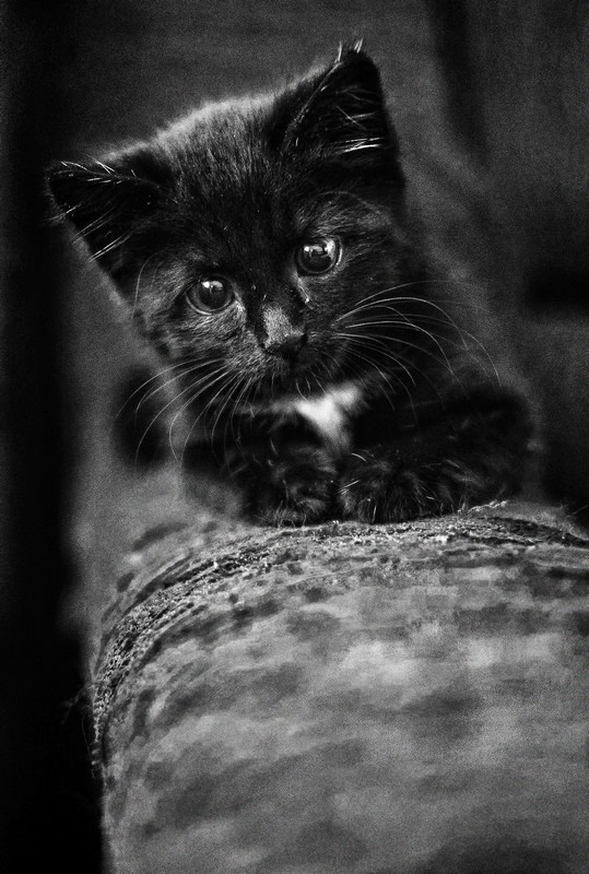 539x800, 122 Kb / котёнок, ч/б