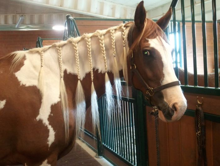 700x529, 57 Kb / лошадь, косички