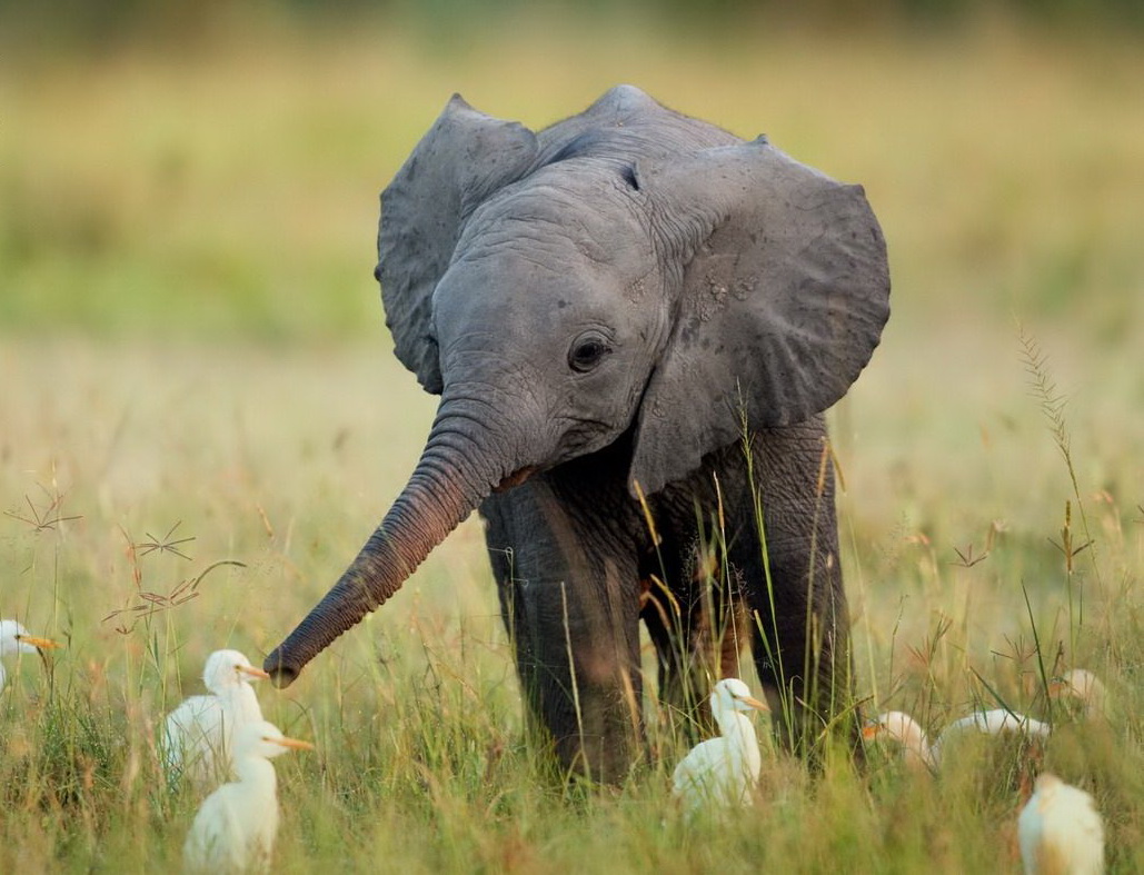 1029x787, 224 Kb / слоненок, трава, птицы, хобот