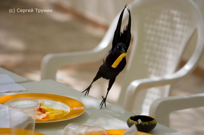 650x432, 34 Kb / стол, птичка, слямзила, катошка, фри