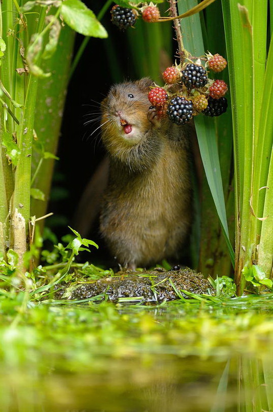 534x804, 183 Kb / мышь, ягоды, трава, вода