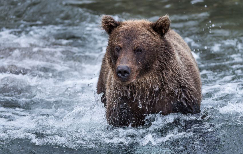 850x539, 128 Kb / вода, медведь